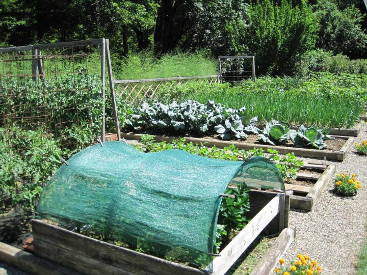 Fully Enclosed Vegetable Garden The Ultimate Solution for Growing Your Own Fresh Produce